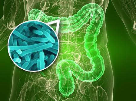 Flora bacterial del intestino