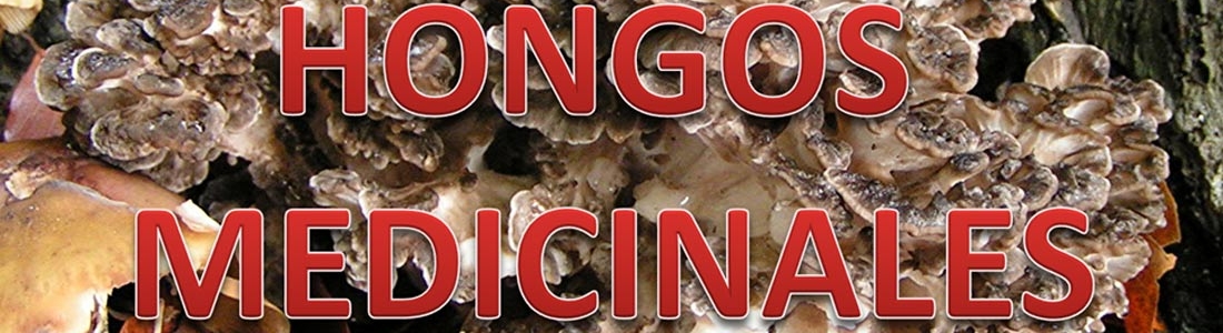 Hongos Medicinales