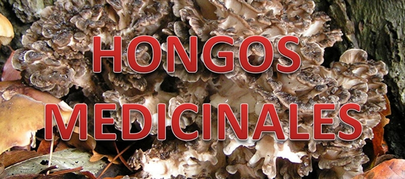 Hongos Medicinales