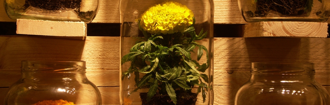 Prevenir el estrés y la ansiedad con las flores de Bach