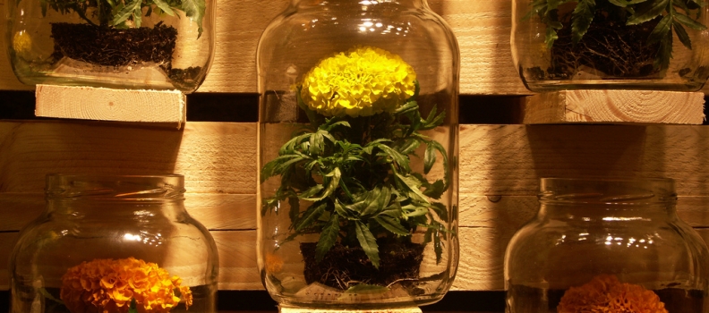 Prevenir el estrés y la ansiedad con las flores de Bach