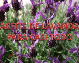 Aceite de Lavanda para casi todo