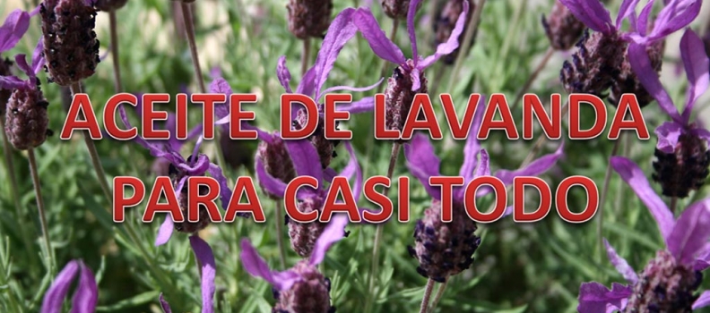 Aceite de Lavanda para casi todo