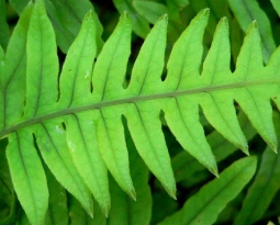Cómete tu protector solar: Polypodium Leucotomos