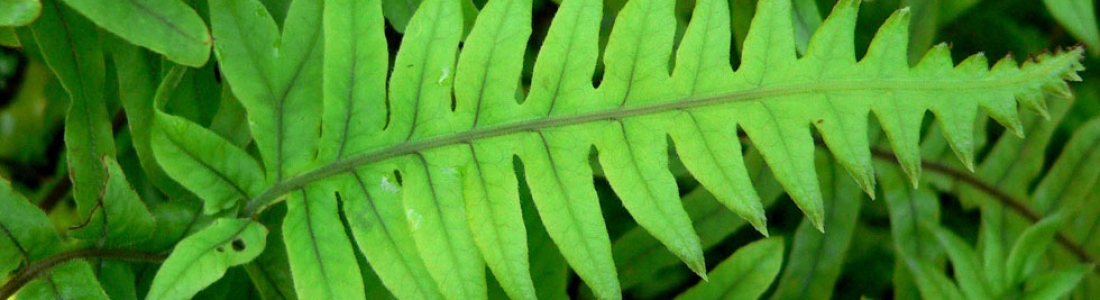 Cómete tu protector solar: Polypodium Leucotomos