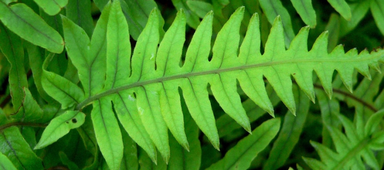 Cómete tu protector solar: Polypodium Leucotomos