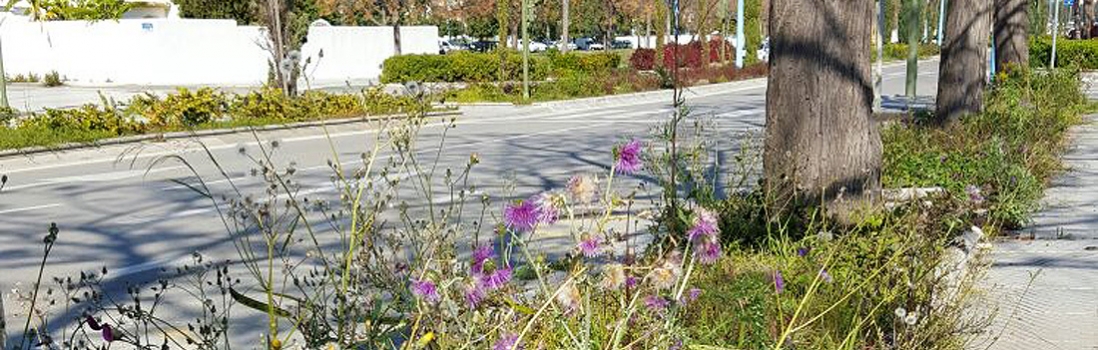 Descubre tres plantas que  protegen nuestro hígado