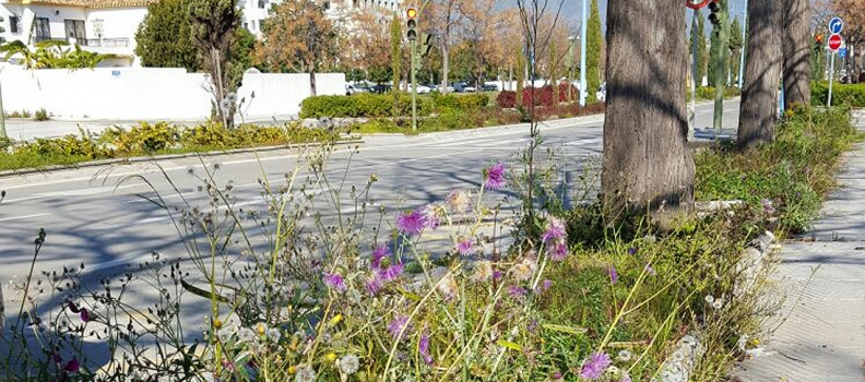 Descubre tres plantas que  protegen nuestro hígado