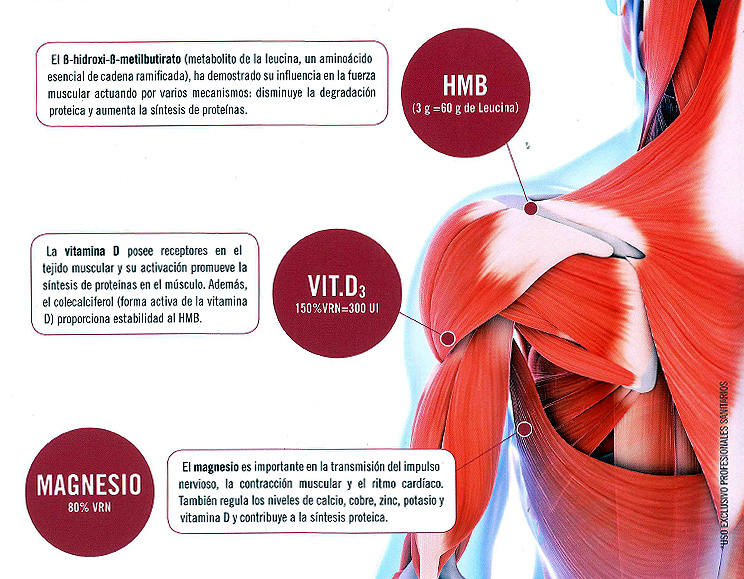 Masa muscular - Bioquimica